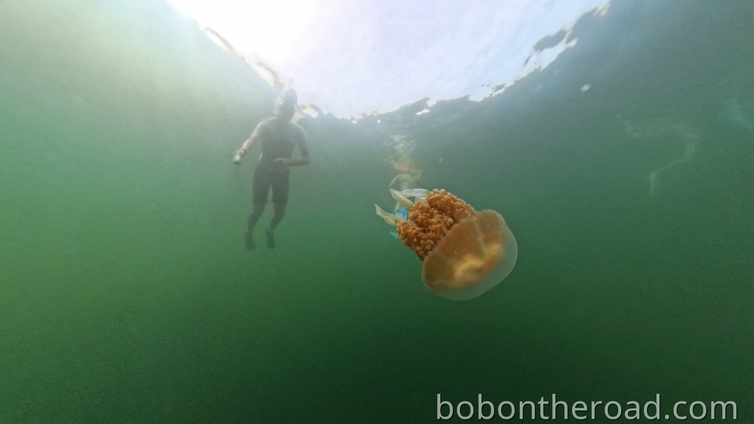 Palau Jellyfish Lake 02