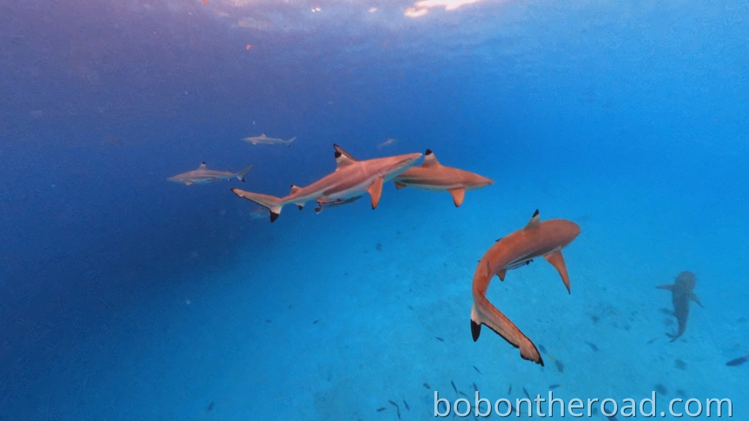 Palau Shark City 01