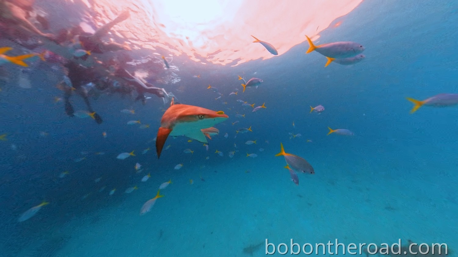Palau Shark City 02