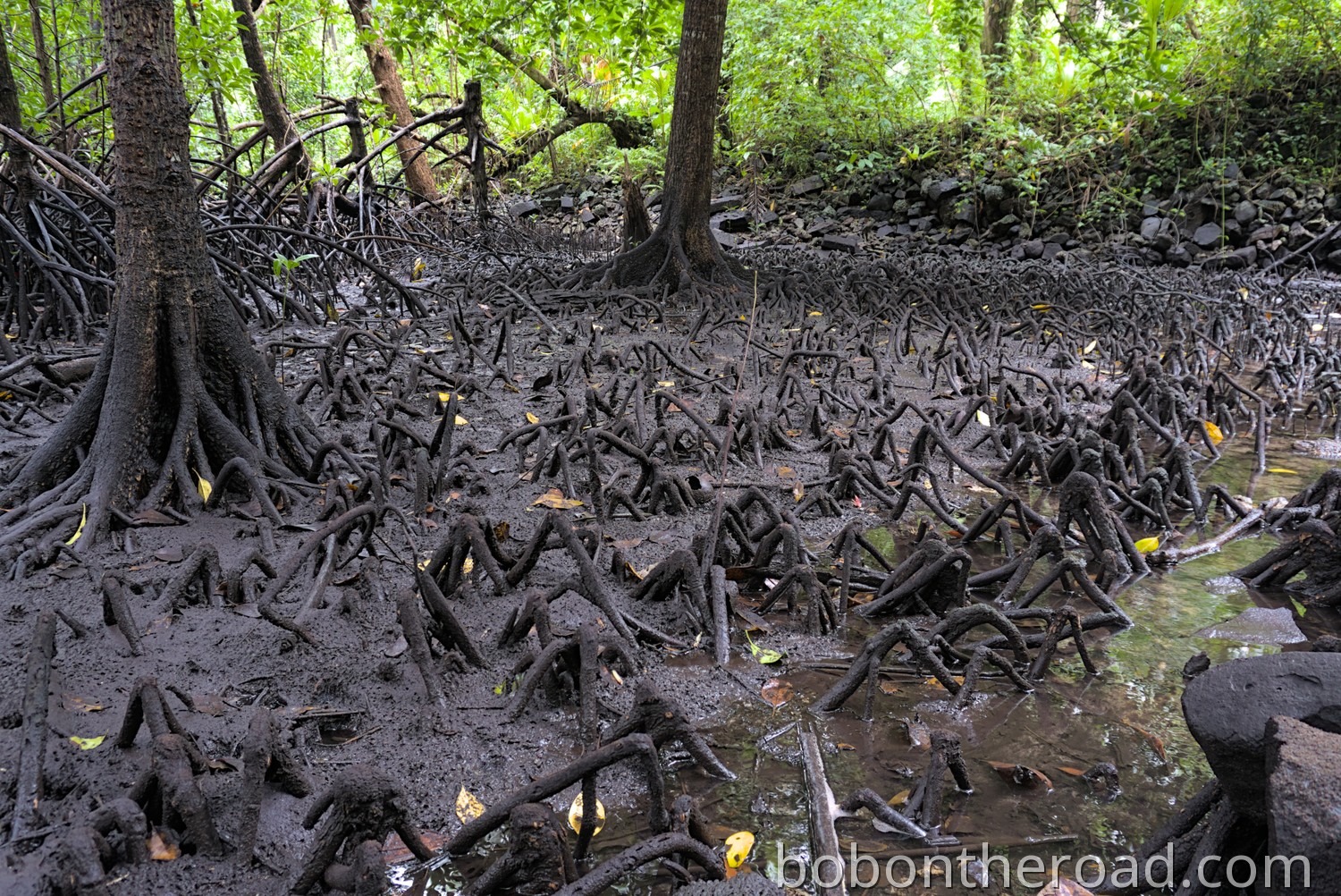 Pohnpei Mangroven 01