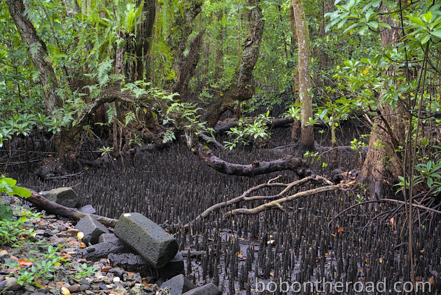 Pohnpei Mangroven 02